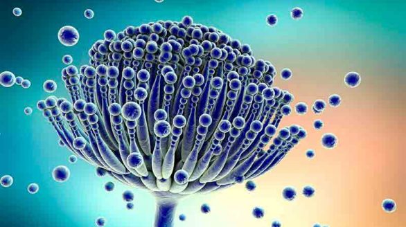 mycotoxins mycotoxins